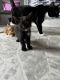 Domestic Shorthaired Cat Cats for sale in Fort Wayne, IN, USA. price: $50