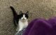 Domestic Shorthaired Cat Cats for sale in Clark Mills, NY, USA. price: NA