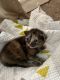 Domestic Shorthaired Cat Cats for sale in Stonecrest, GA 30038, USA. price: $100