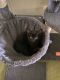 Domestic Shorthaired Cat Cats for sale in Huntington Beach, CA, USA. price: $200