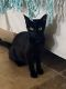 Domestic Shorthaired Cat Cats for sale in Huntington Beach, CA, USA. price: NA