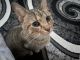 Domestic Shorthaired Cat Cats for sale in Bronx, NY, USA. price: NA
