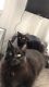 Domestic Shorthaired Cat Cats for sale in Cleveland, OH, USA. price: $20