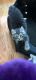 Domestic Shorthaired Cat Cats for sale in Portland, OR 97203, USA. price: NA