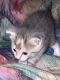 Domestic Shorthaired Cat Cats for sale in Philadelphia, PA, USA. price: $150