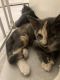 Domestic Shorthaired Cat Cats for sale in San Bernardino, CA, USA. price: $30
