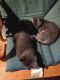 Domestic Shorthaired Cat Cats for sale in Philadelphia, PA, USA. price: $50