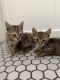 Domestic Shorthaired Cat Cats for sale in Battle Ground, WA, USA. price: $50