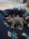 Domestic Shorthaired Cat Cats for sale in Yadkinville, NC 27055, USA. price: $50