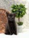 Domestic Shorthaired Cat Cats for sale in Barto, PA 19504, USA. price: $70