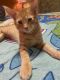 Domestic Shorthaired Cat Cats for sale in Hope, IN 47246, USA. price: NA