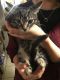Domestic Shorthaired Cat Cats for sale in 268 W 9th St, San Bernardino, CA 92401, USA. price: $10