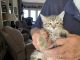 Domestic Shorthaired Cat Cats for sale in Tipp City, OH, USA. price: $30