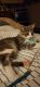 Domestic Shorthaired Cat Cats for sale in Lexington, OH 44904, USA. price: $25