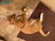Domestic Shorthaired Cat Cats for sale in Elkton, KY 42220, USA. price: NA