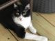 Domestic Shorthaired Cat Cats for sale in OLD RVR-WNFRE, TX 77523, USA. price: $10