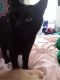 Domestic Shorthaired Cat Cats for sale in Atlantic City, NJ, USA. price: $50