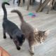 Domestic Shorthaired Cat Cats