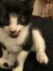 Domestic Shorthaired Cat Cats for sale in Poughkeepsie, NY, USA. price: $100
