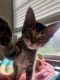 Domestic Shorthaired Cat Cats for sale in Pinehurst, TX 77362, USA. price: NA