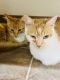 Domestic Shorthaired Cat Cats for sale in New Bern, NC, USA. price: $5,000