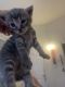 Domestic Shorthaired Cat Cats for sale in San Jose, CA, USA. price: $70