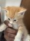 Domestic Shorthaired Cat Cats for sale in Fayetteville, NC, USA. price: $60