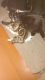 Domestic Shorthaired Cat Cats for sale in Phoenix, AZ, USA. price: $25