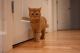 Domestic Shorthaired Cat Cats for sale in Cambridge, MA, USA. price: $250