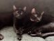 Domestic Shorthaired Cat Cats for sale in McKinney, TX, USA. price: NA