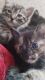 Domestic Shorthaired Cat Cats for sale in Houston, TX, USA. price: $10