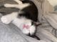 Domestic Shorthaired Cat Cats for sale in Bronx, NY 10468, USA. price: $500