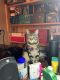 Domestic Shorthaired Cat Cats for sale in Reynolds, GA 31076, USA. price: $40