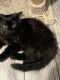 Domestic Shorthaired Cat Cats for sale in 1349 Dean Dr, Northglenn, CO 80233, USA. price: NA