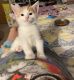 Domestic Shorthaired Cat Cats for sale in Girard, OH, USA. price: $120