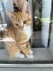 Domestic Shorthaired Cat Cats for sale in Los Angeles, CA, USA. price: NA