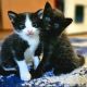 Domestic Shorthaired Cat Cats for sale in Saraland, AL, USA. price: NA