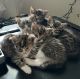 Domestic Shorthaired Cat Cats for sale in Lawrenceville, GA, USA. price: $100