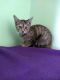 Domestic Shorthaired Cat Cats for sale in Armada, MI 48005, USA. price: $20