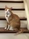 Domestic Shorthaired Cat Cats for sale in Mechanicsburg, PA, USA. price: NA