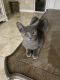 Domestic Shorthaired Cat Cats for sale in Land O' Lakes, FL 34639, USA. price: $65