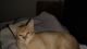 Domestic Shorthaired Cat Cats for sale in Anaheim, CA, USA. price: $50