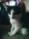 Domestic Shorthaired Cat Cats for sale in Grove City, OH 43123, USA. price: NA