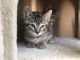 Domestic Shorthaired Cat Cats for sale in Victorville, CA, USA. price: NA