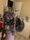 Domestic Shorthaired Cat Cats for sale in Wilson, NC, USA. price: NA