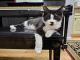 Domestic Shorthaired Cat Cats for sale in Gorham, ME, USA. price: $120