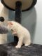 Domestic Shorthaired Cat Cats for sale in Woodbridge, VA 22191, USA. price: $500