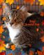 Domestic Shorthaired Cat Cats for sale in Elmira, NY, USA. price: $70