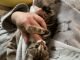 Domestic Shorthaired Cat Cats for sale in Bayonne, NJ, USA. price: $600