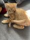 Domestic Shorthaired Cat Cats for sale in Franklin Park, Detroit, MI 48228, USA. price: $35